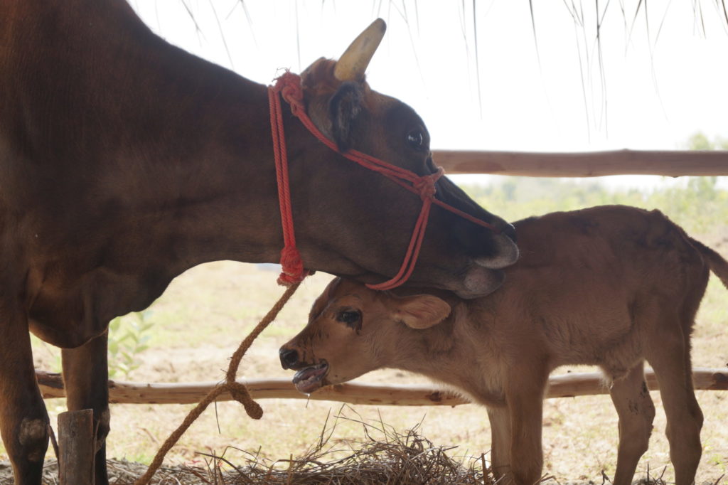 thumbnail of sristi_blog2_cow