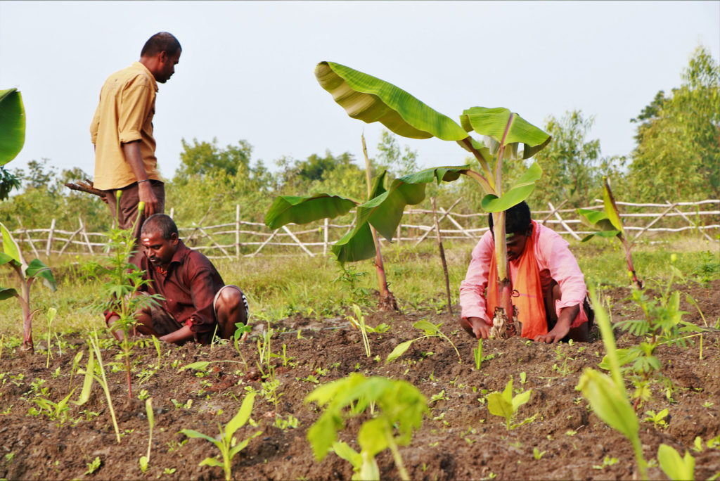 thumbnail of DSC_forest